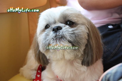 น้องหมา น้องหมา