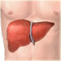 Liver