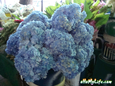 Hydrangea ù