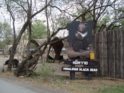 Himalayan Black Bear