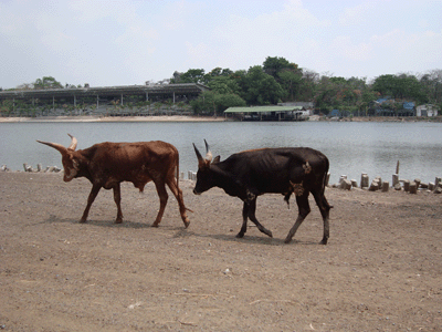 Sarari Park