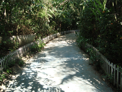 Jungle Walk