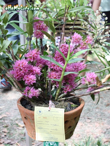 Dendrobium